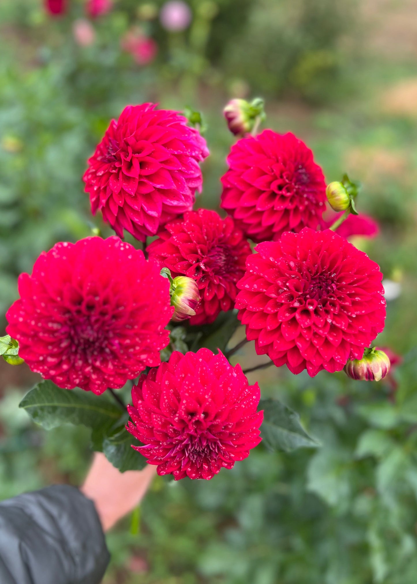Dahlia 'Formby Rouge'