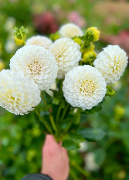 Farmgate Bunches ~ Miniature Decorative Dahlias