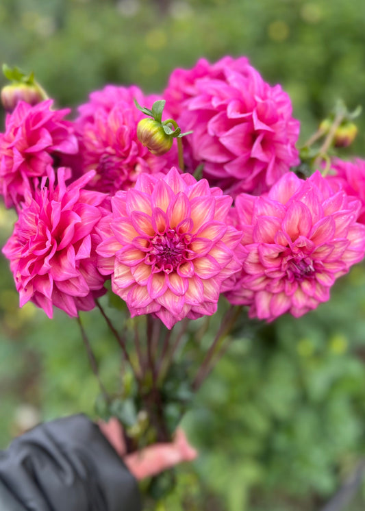 Farmgate Bunches ~ Small Decorative Dahlias