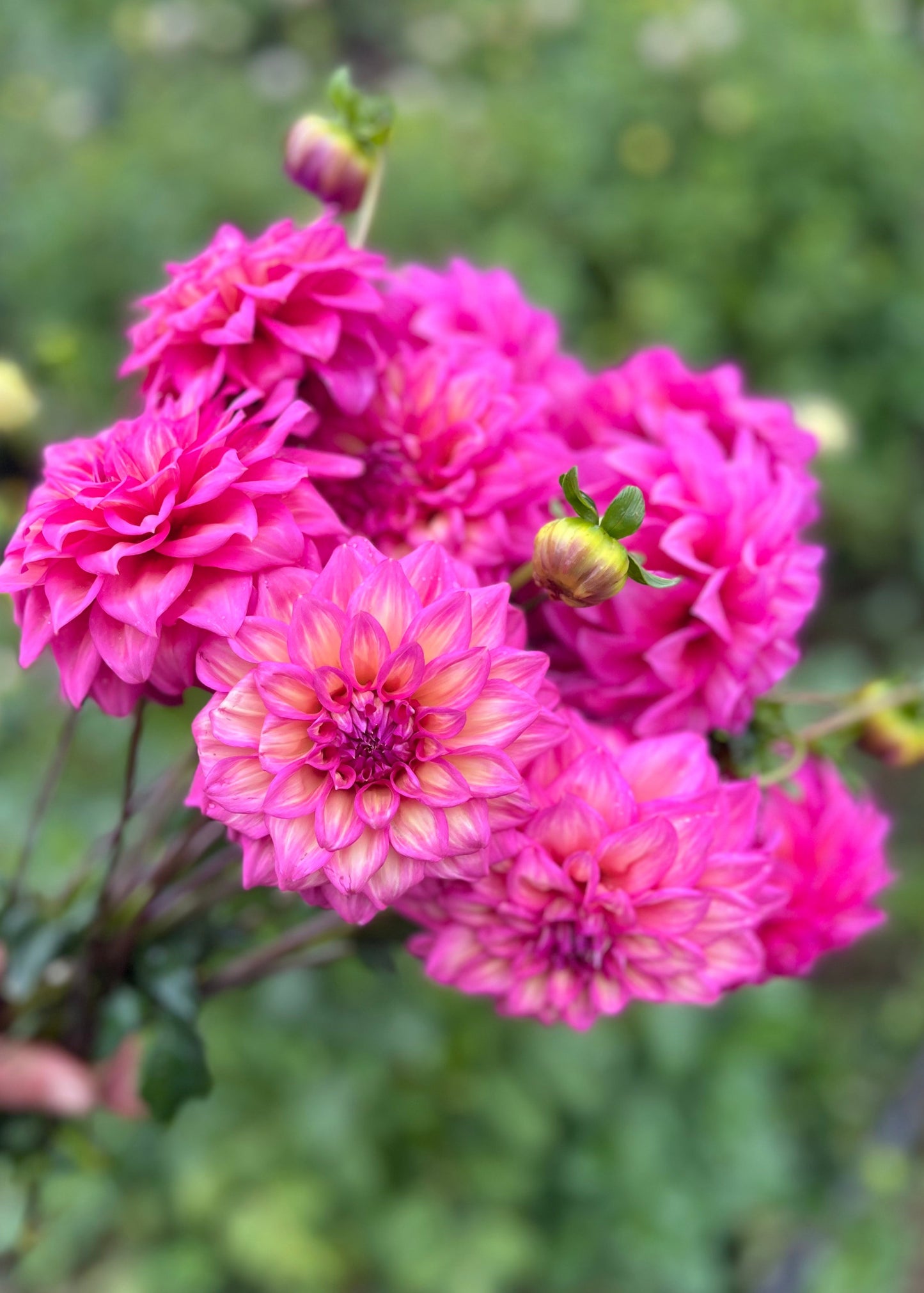 Dahlia 'Belle'