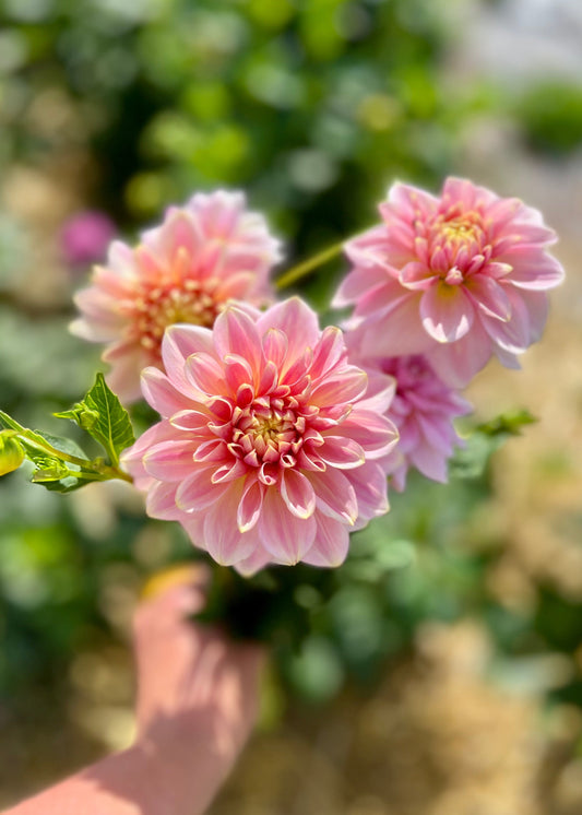 Farmgate Bunches ~ Miniature Decorative Dahlias