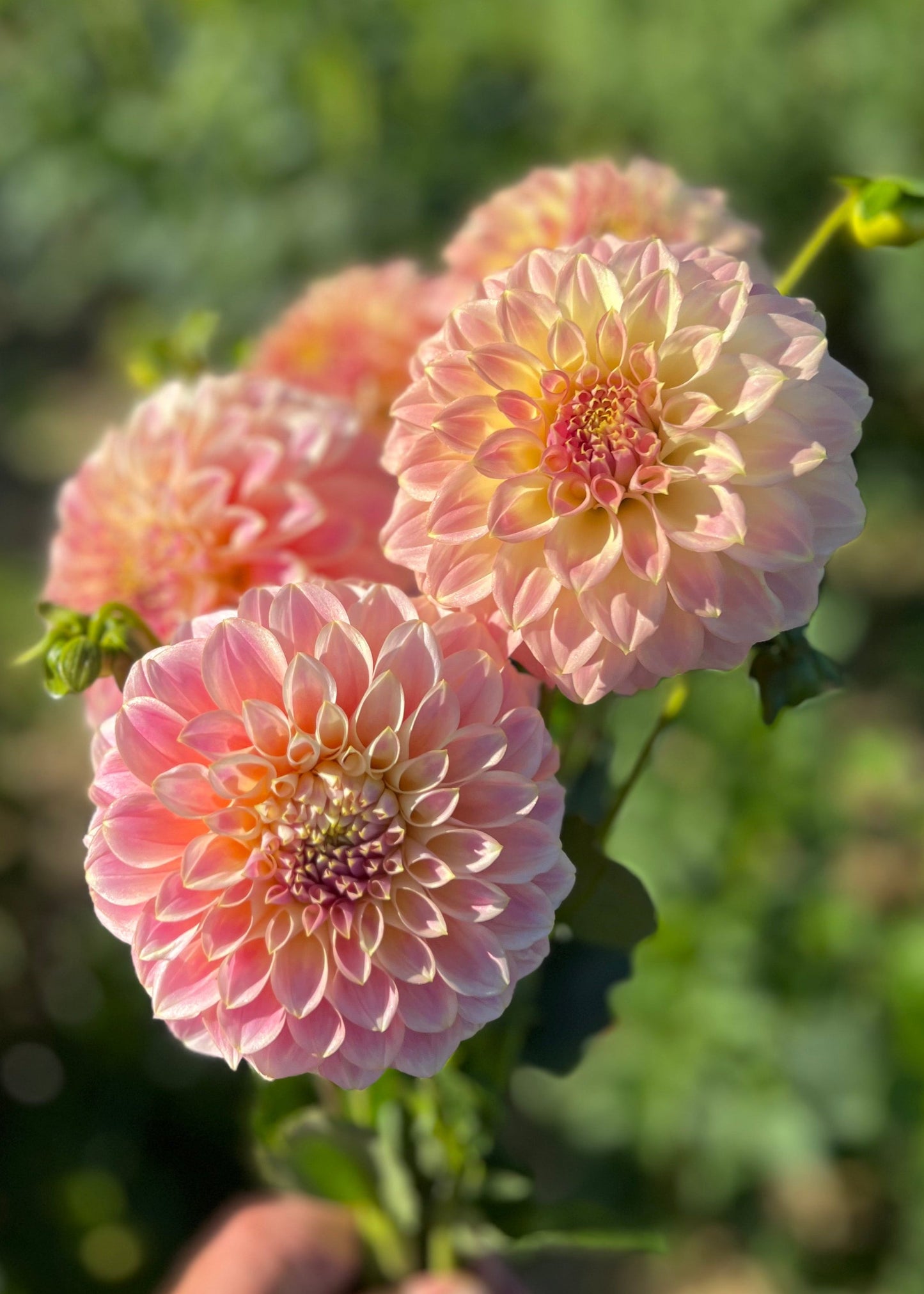 Dahlia 'Coorabell Moonglow'