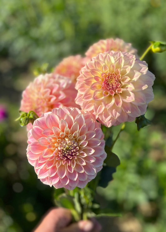 Farmgate Bunches ~ Small Decorative Dahlias