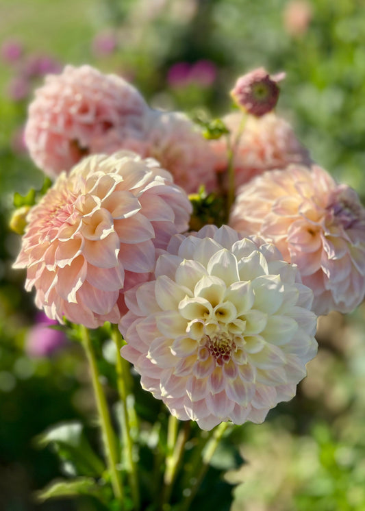 Farmgate Bunches ~ Small Decorative Dahlias