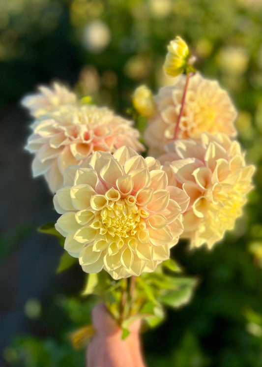 Farmgate Bunches ~ Medium Decorative Dahlias