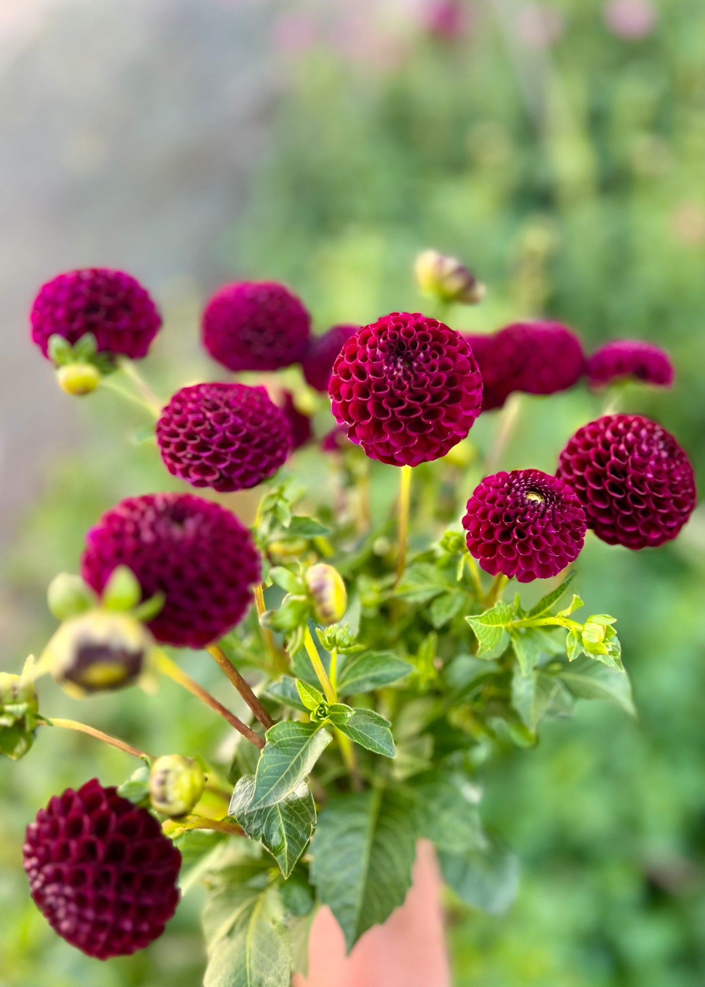 Farmgate Bunches ~ Pompon Dahlias
