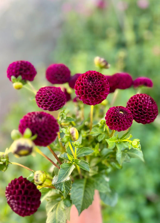 Farmgate Bunches ~ Pompon Dahlias