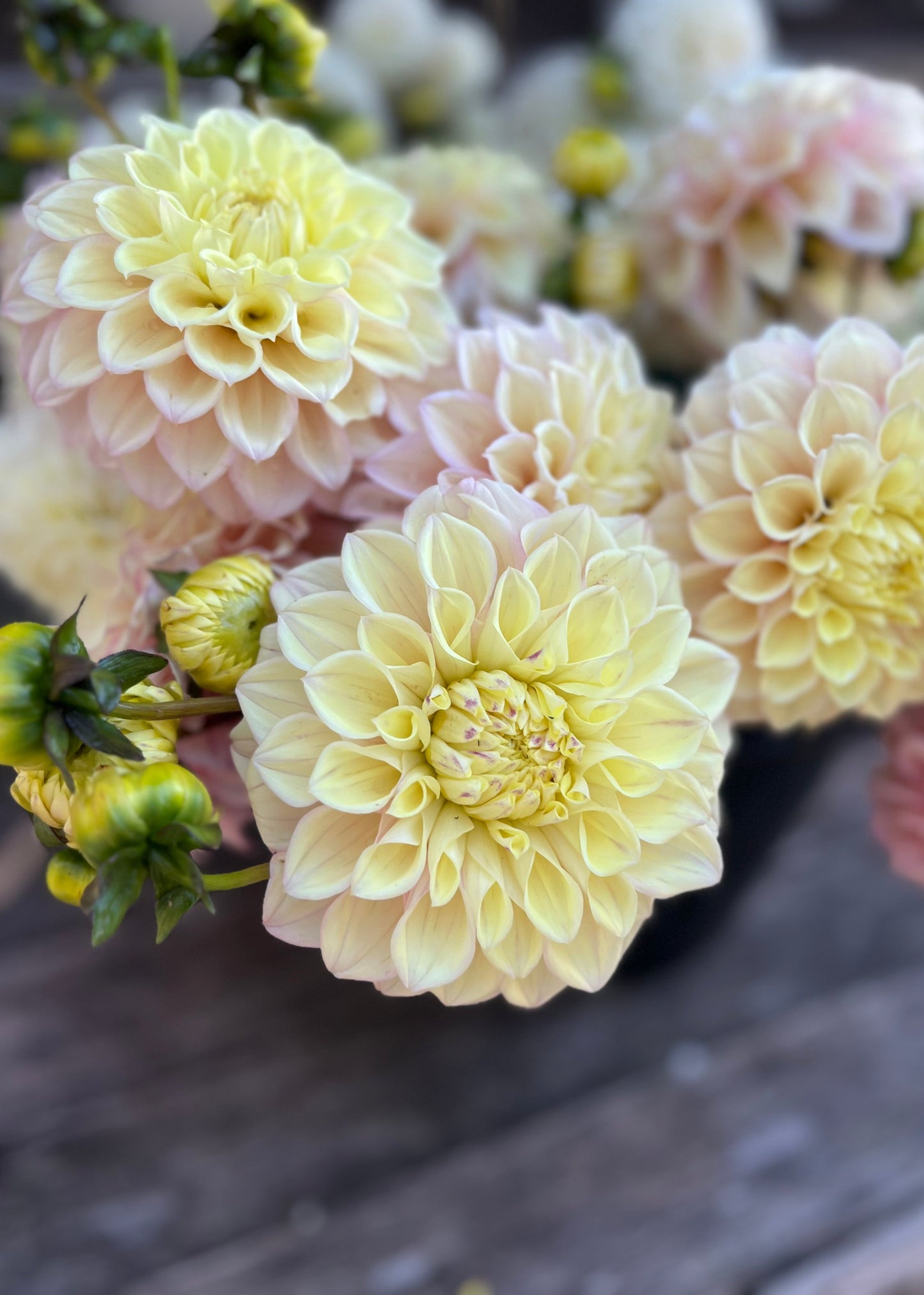 Medium Decorative Dahlia Flower Buckets