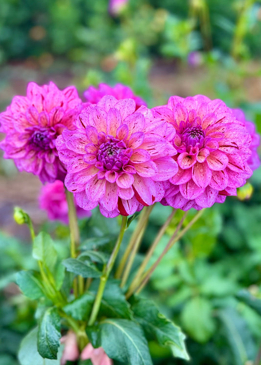 Farmgate Bunches ~ Small Decorative Dahlias