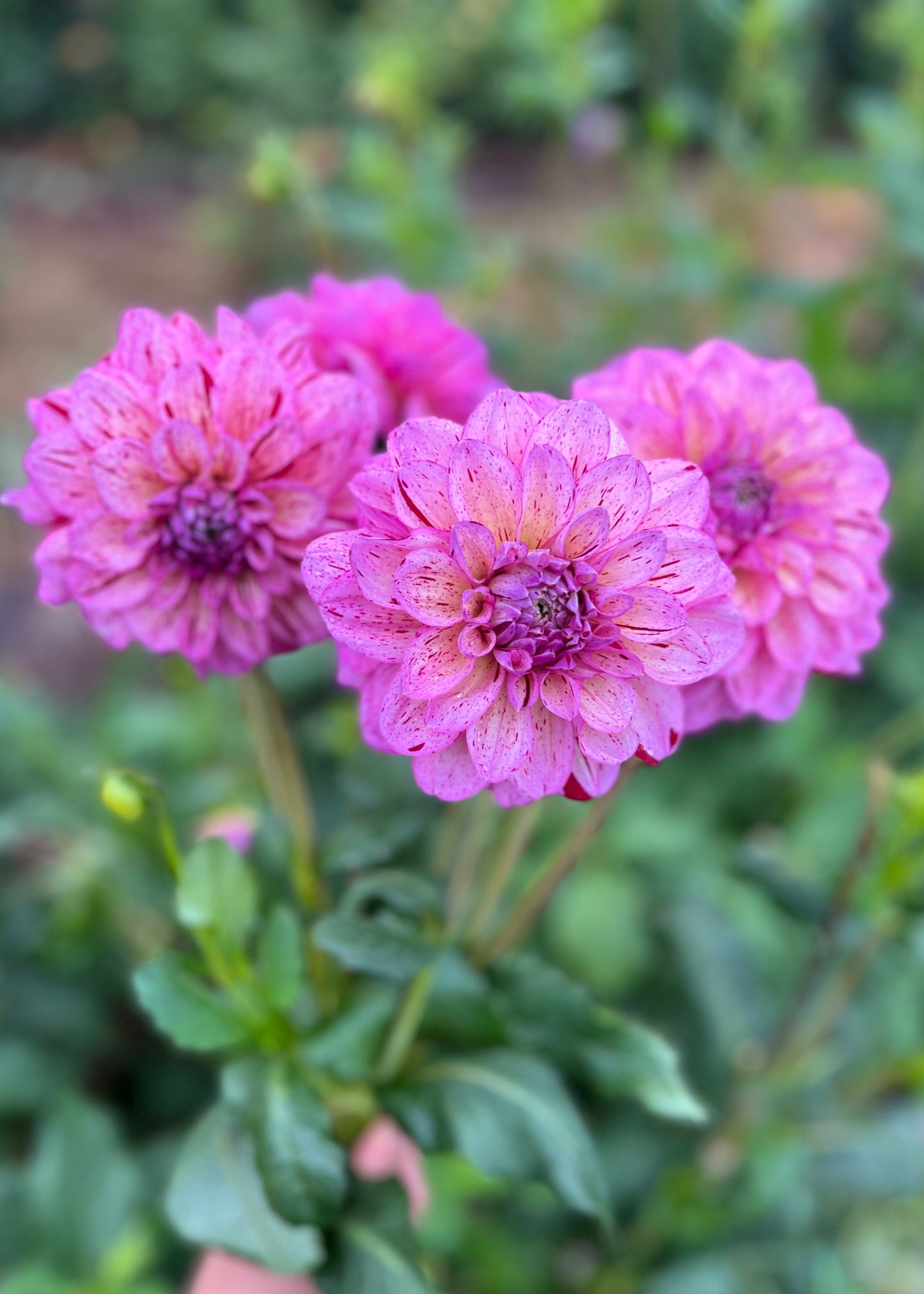 Dahlia 'Sultan'