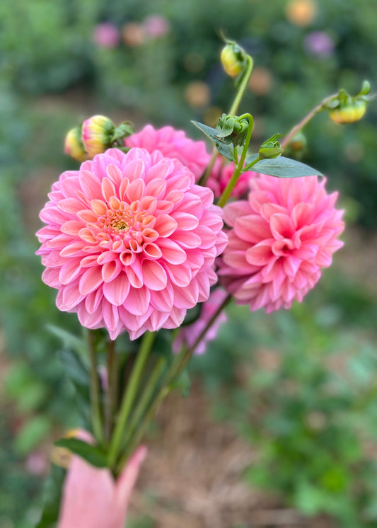 Farmgate Bunches ~ Small Decorative Dahlias
