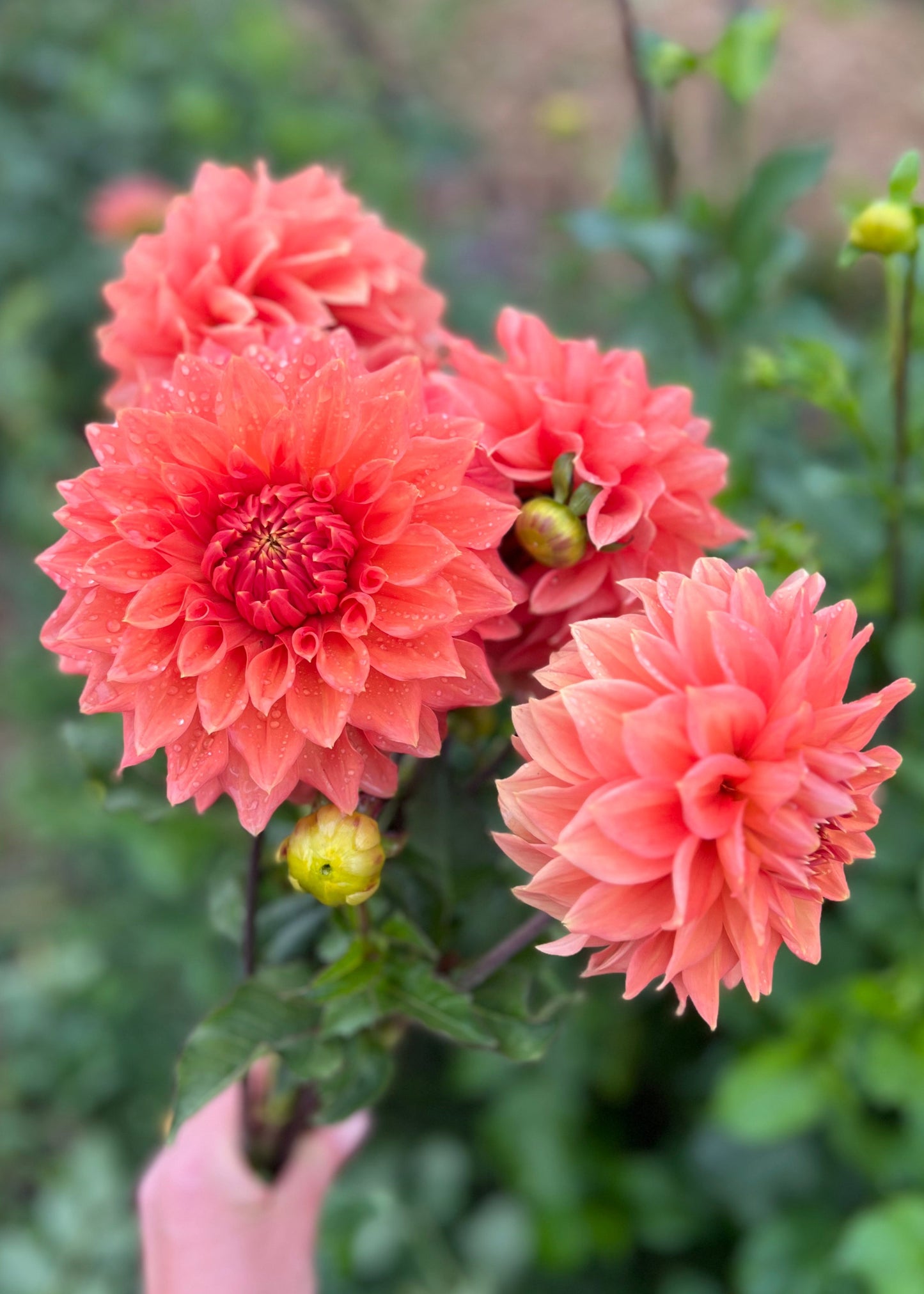 Dahlia 'Christie Leader'