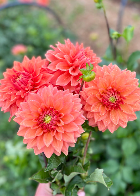 Farmgate Bunches ~ Medium Decorative Dahlias