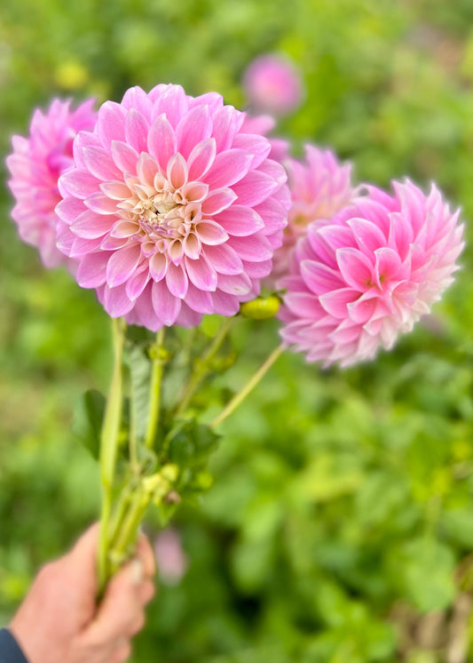 Farmgate Bunches ~ Small Decorative Dahlias