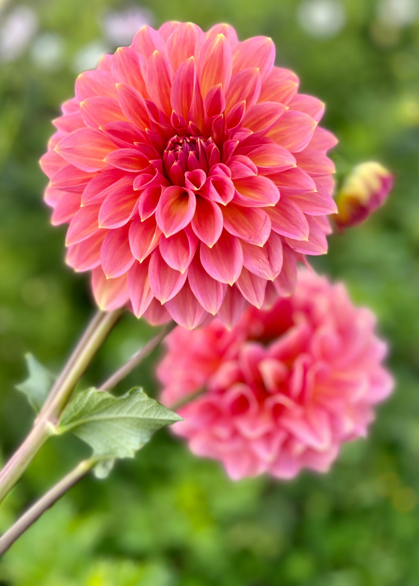 Farmgate Bunches ~ Small Decorative Dahlias