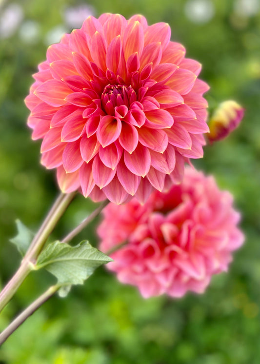 Farmgate Bunches ~ Small Decorative Dahlias
