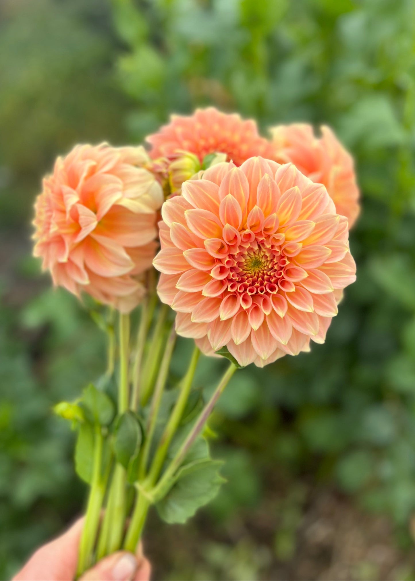Dahlia 'Bracken Sarah'