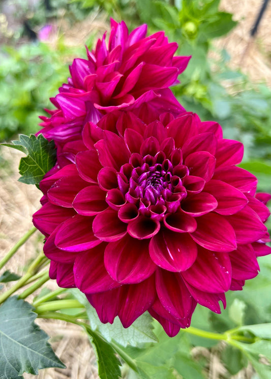 Farmgate Bunches ~ Miniature Decorative Dahlias
