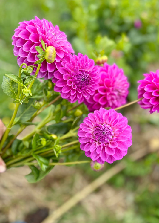 Farmgate Bunches ~ Miniature Decorative Dahlias