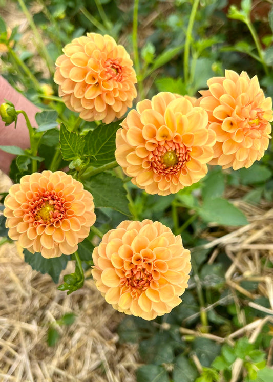 Farmgate Bunches ~ Ball Dahlias