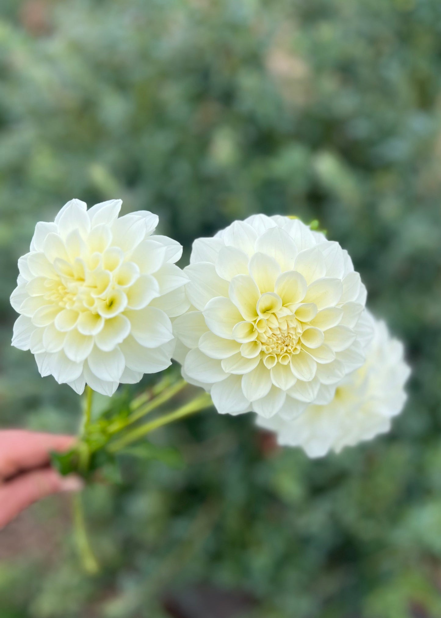 Dahlia 'Snowy'