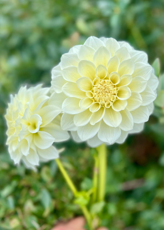 Farmgate Bunches ~ Small Decorative Dahlias