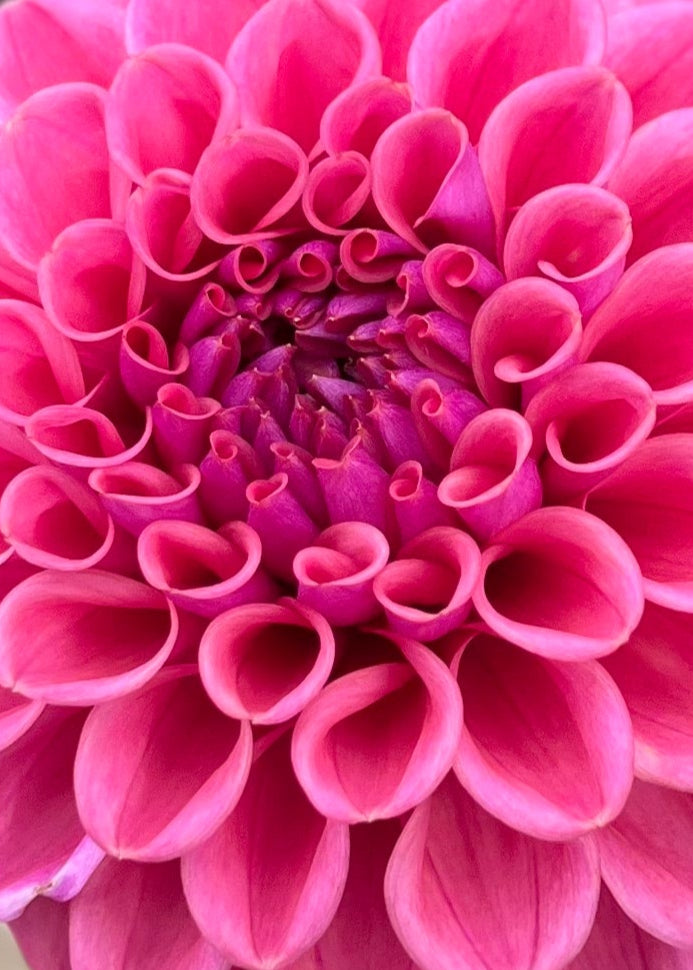 Dahlia 'Winkie Truffle'