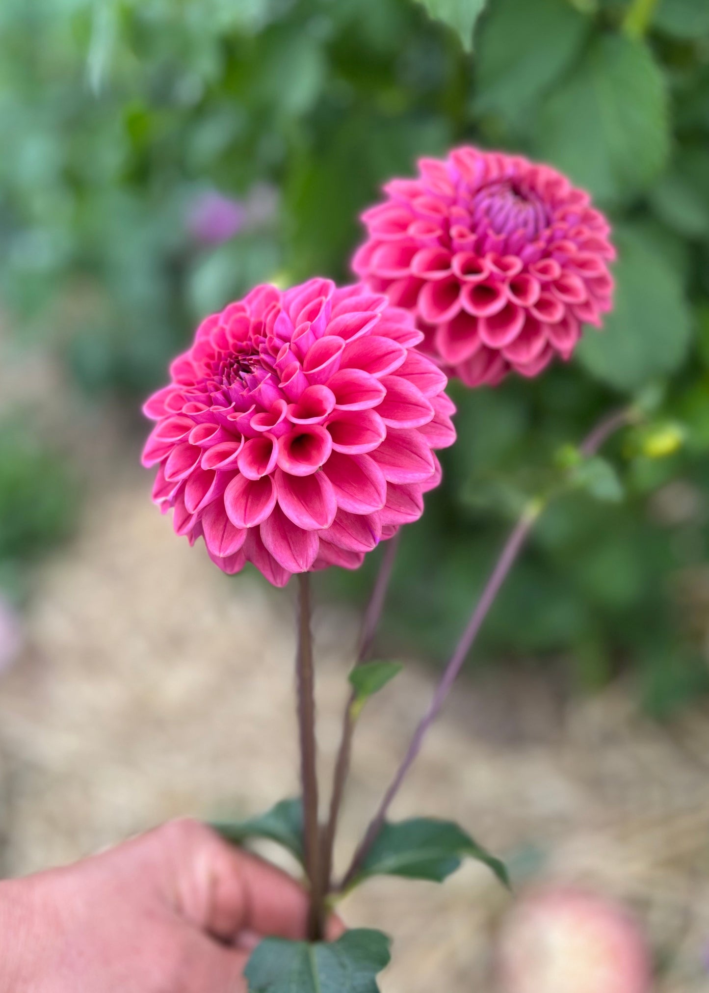 Farmgate Bunches ~ Miniature Decorative Dahlias