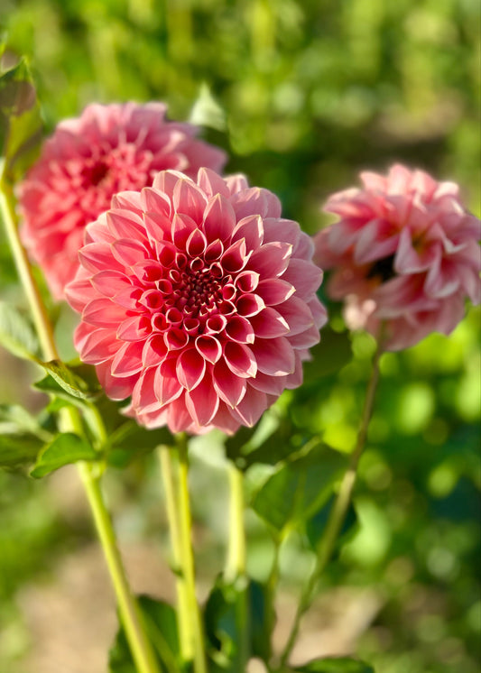 Farmgate Bunches ~ Miniature Decorative Dahlias