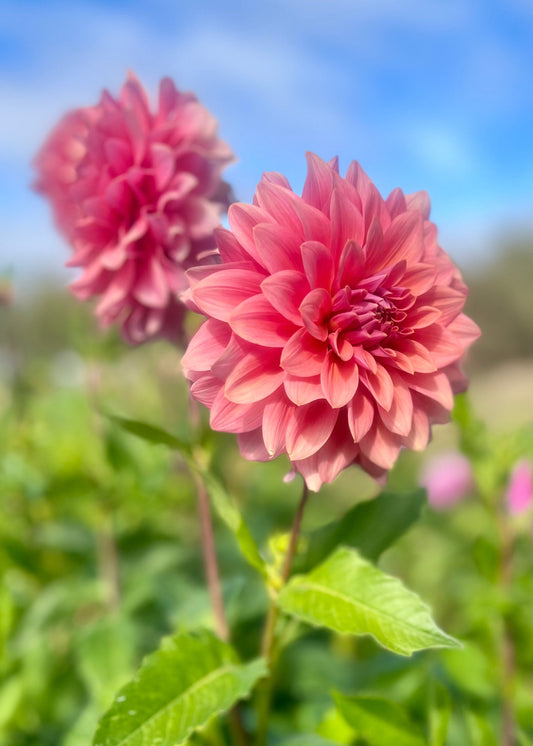 Farmgate Bunches ~ Small Decorative Dahlias