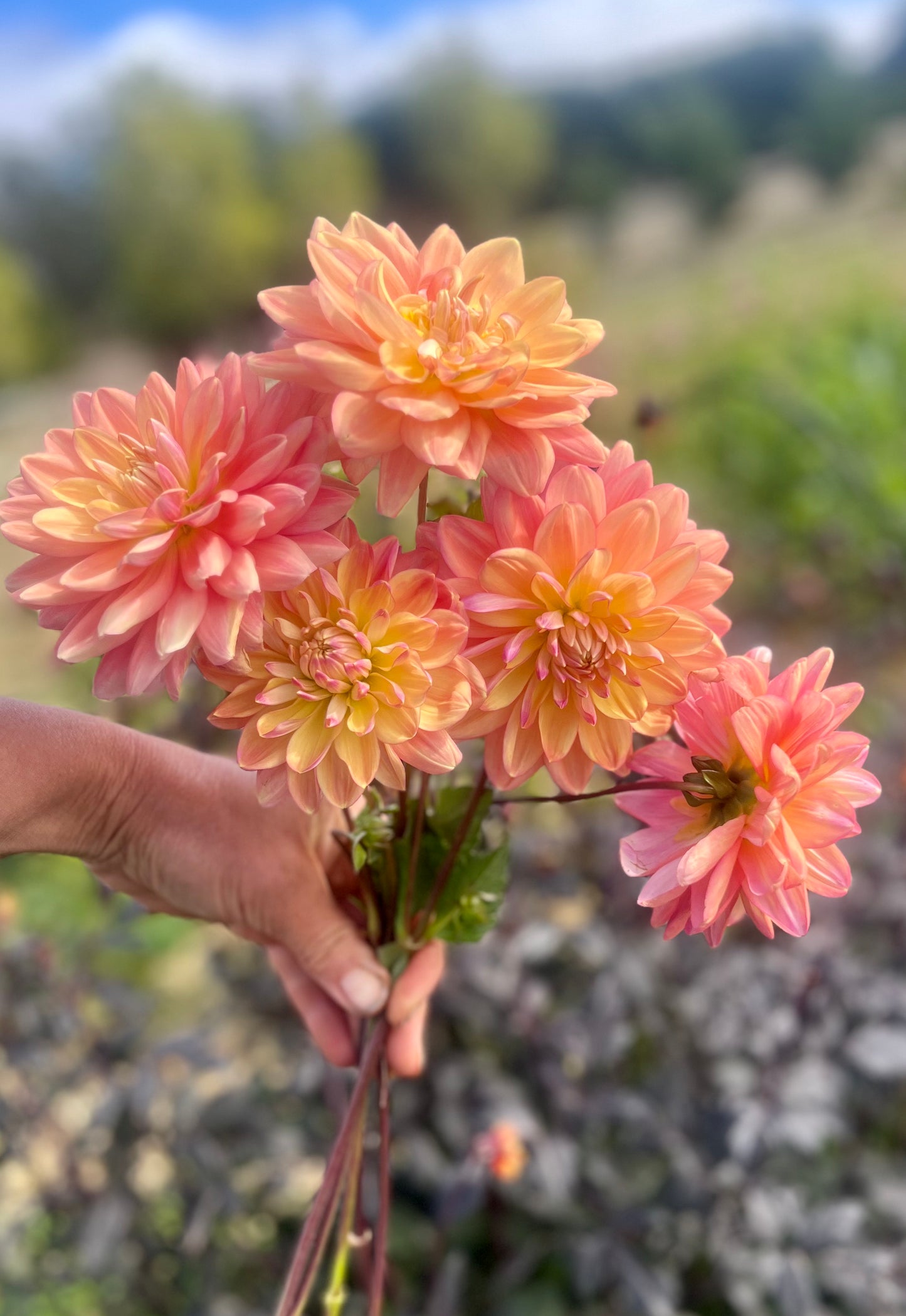 Farmgate Bunches ~ Waterlily Dahlias