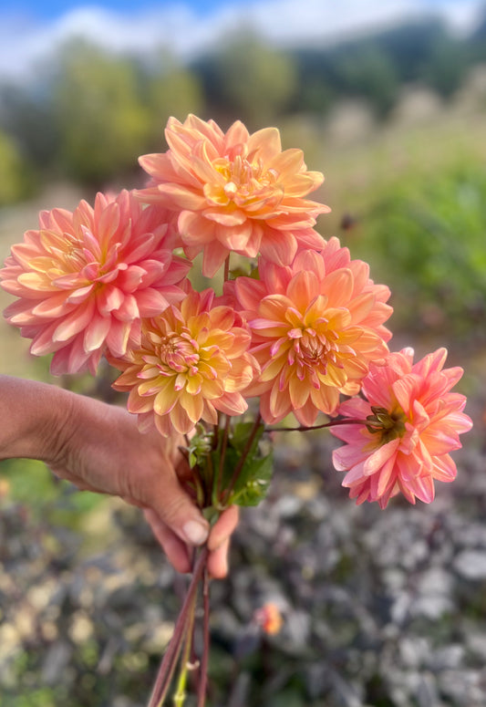 Farmgate Bunches ~ Waterlily Dahlias