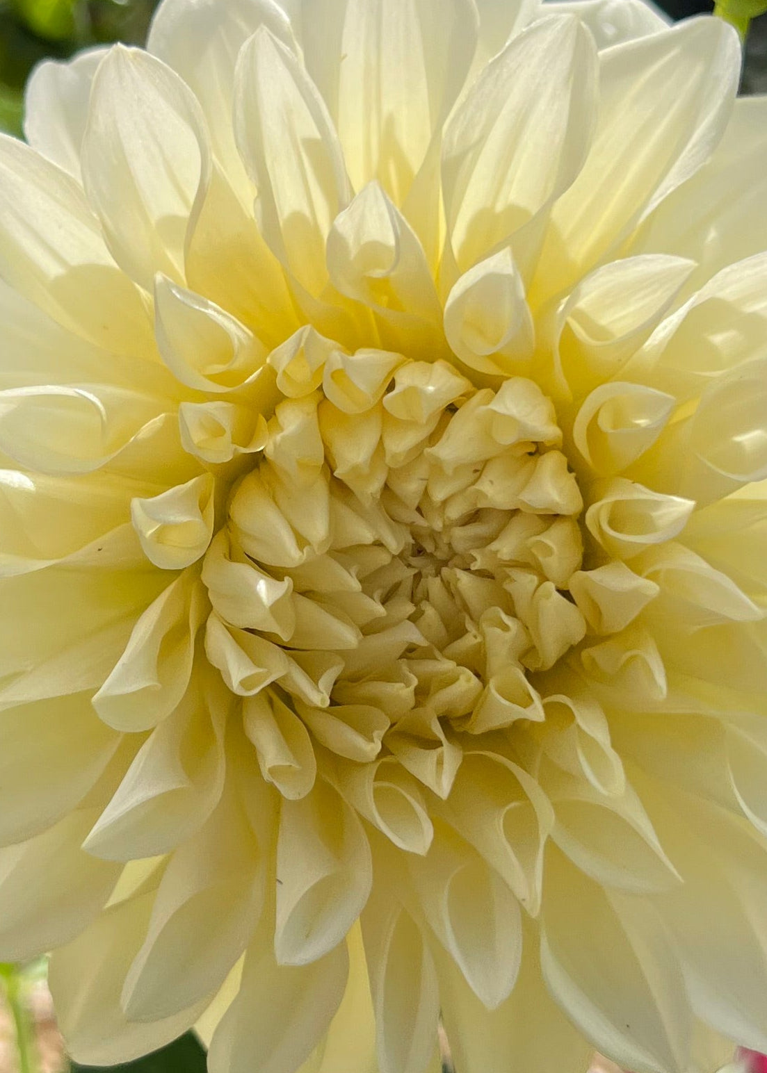 Dahlia 'Kotare Buttermilk'
