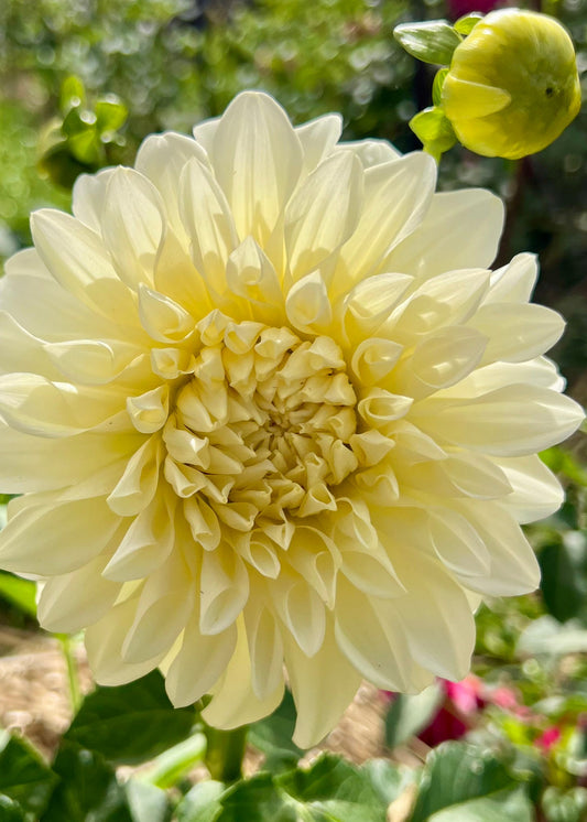 Farmgate Bunches ~ Large Decorative Dahlias