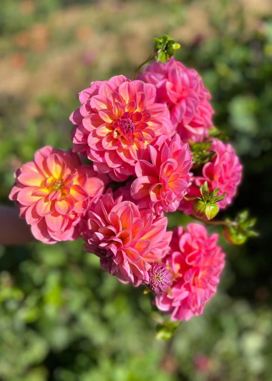 Farmgate Bunches ~ Miniature Decorative Dahlias