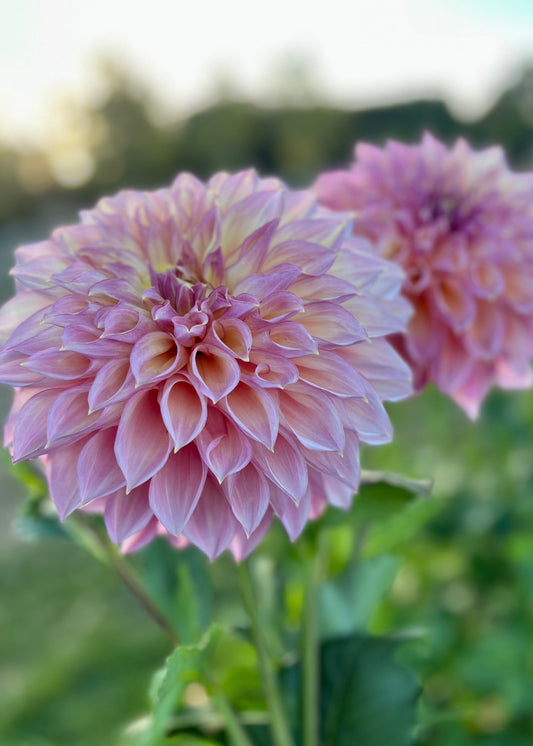 Farmgate Bunches ~ Large Decorative Dahlias