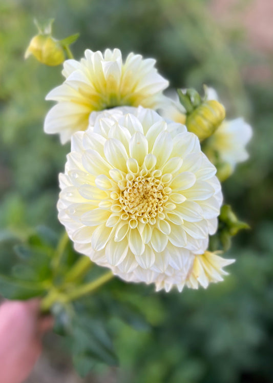 Farmgate Bunches ~ Small Decorative Dahlias