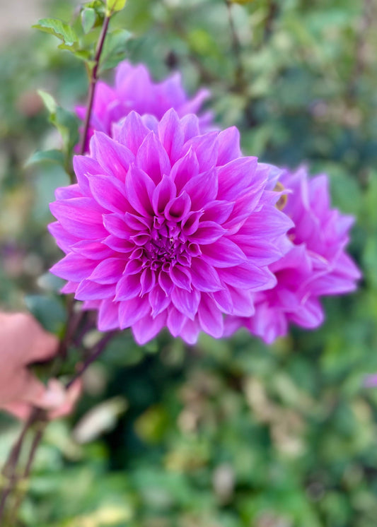 Farmgate Bunches ~ Medium Decorative Dahlias