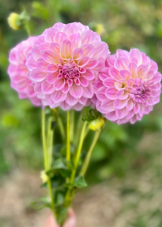 Farmgate Bunches ~ Small Decorative Dahlias