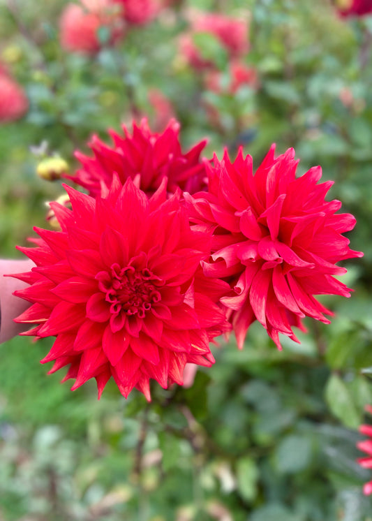 Farmgate Bunches ~ Large Decorative Dahlias