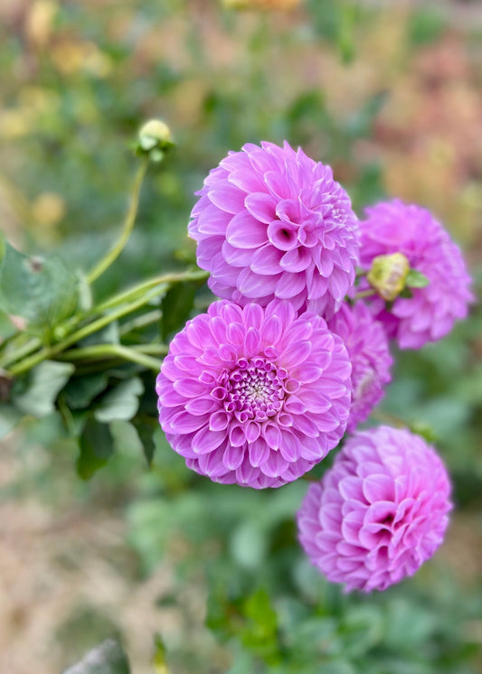 Farmgate Bunches ~ Miniature Decorative Dahlias
