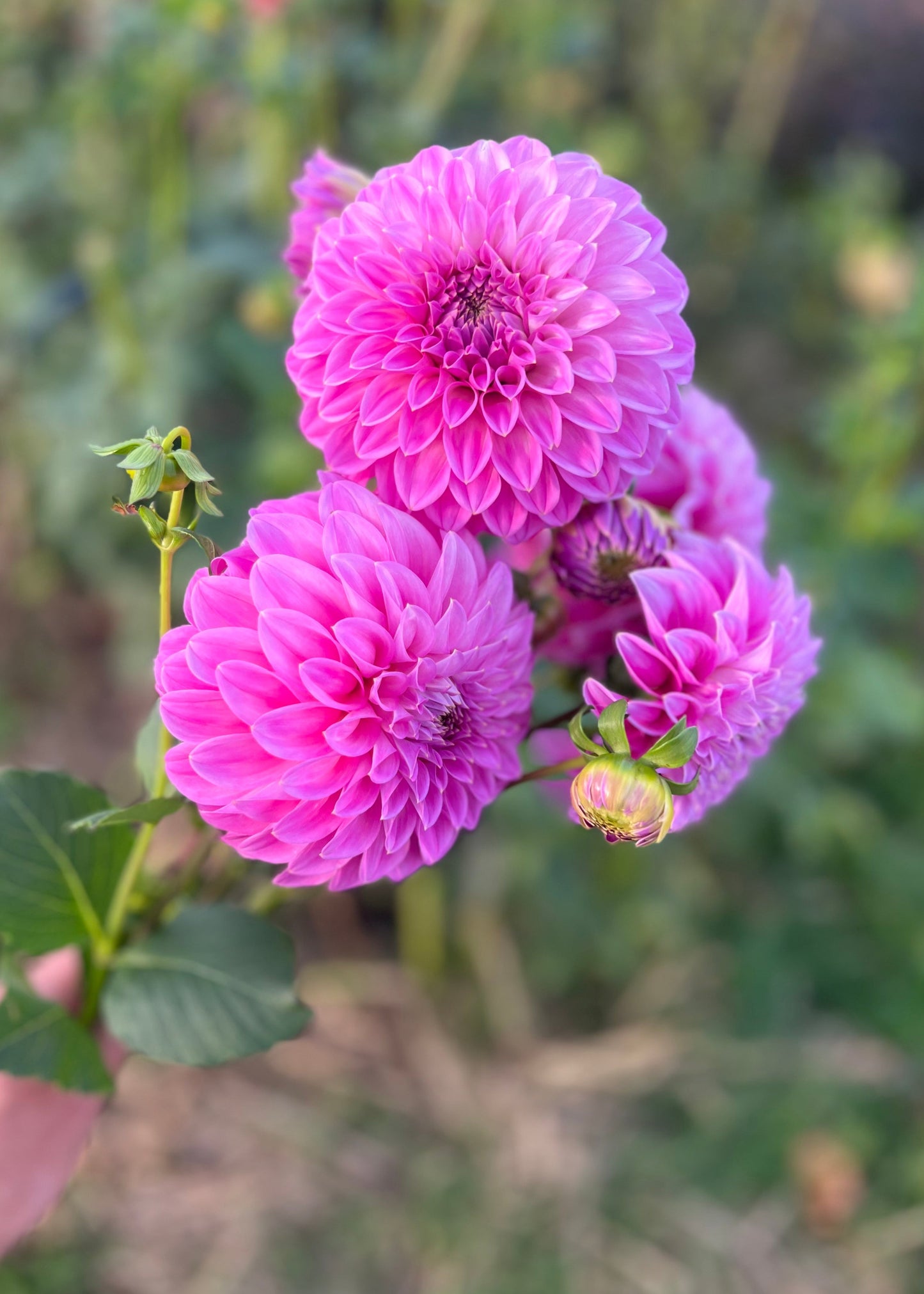 Dahlia 'Devon Sequel'