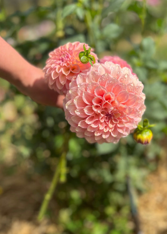 Farmgate Bunches ~ Small Decorative Dahlias