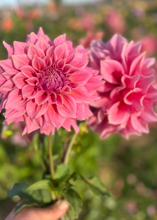 Farmgate Bunches ~ Large Decorative Dahlias