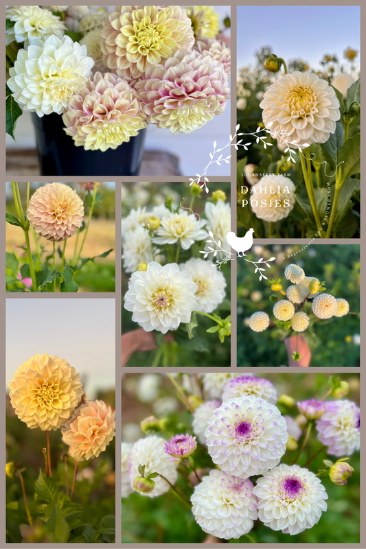Dahlia Posies