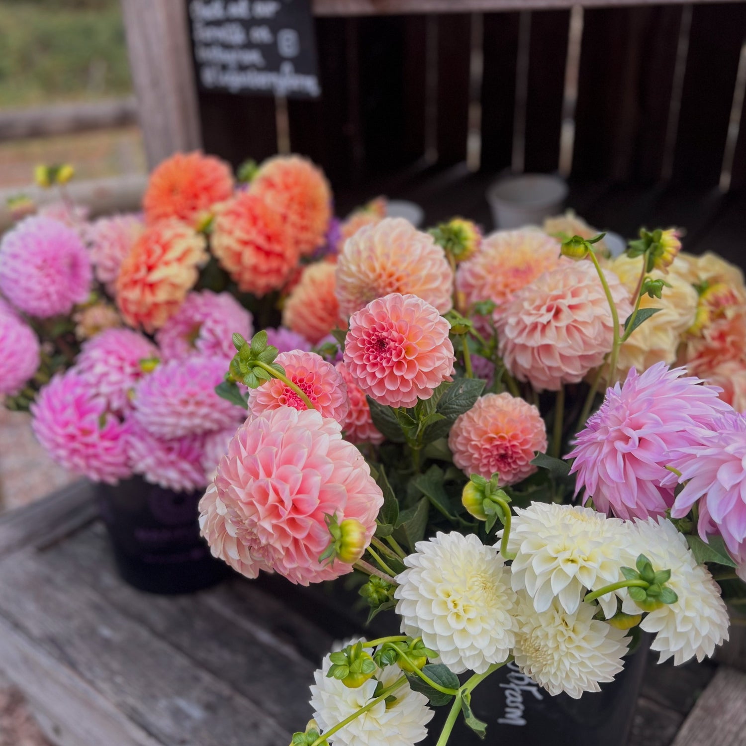 Dreamy Dahlia Flower Buckets