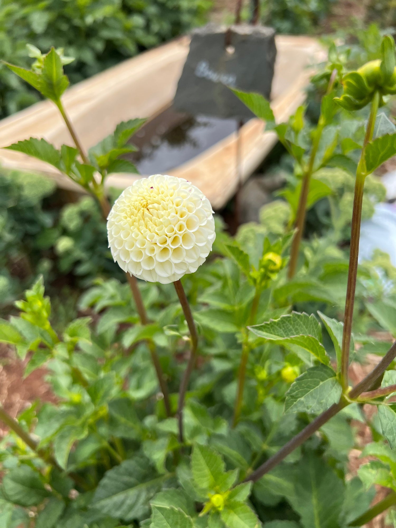 Pompon Dahlia Tubers