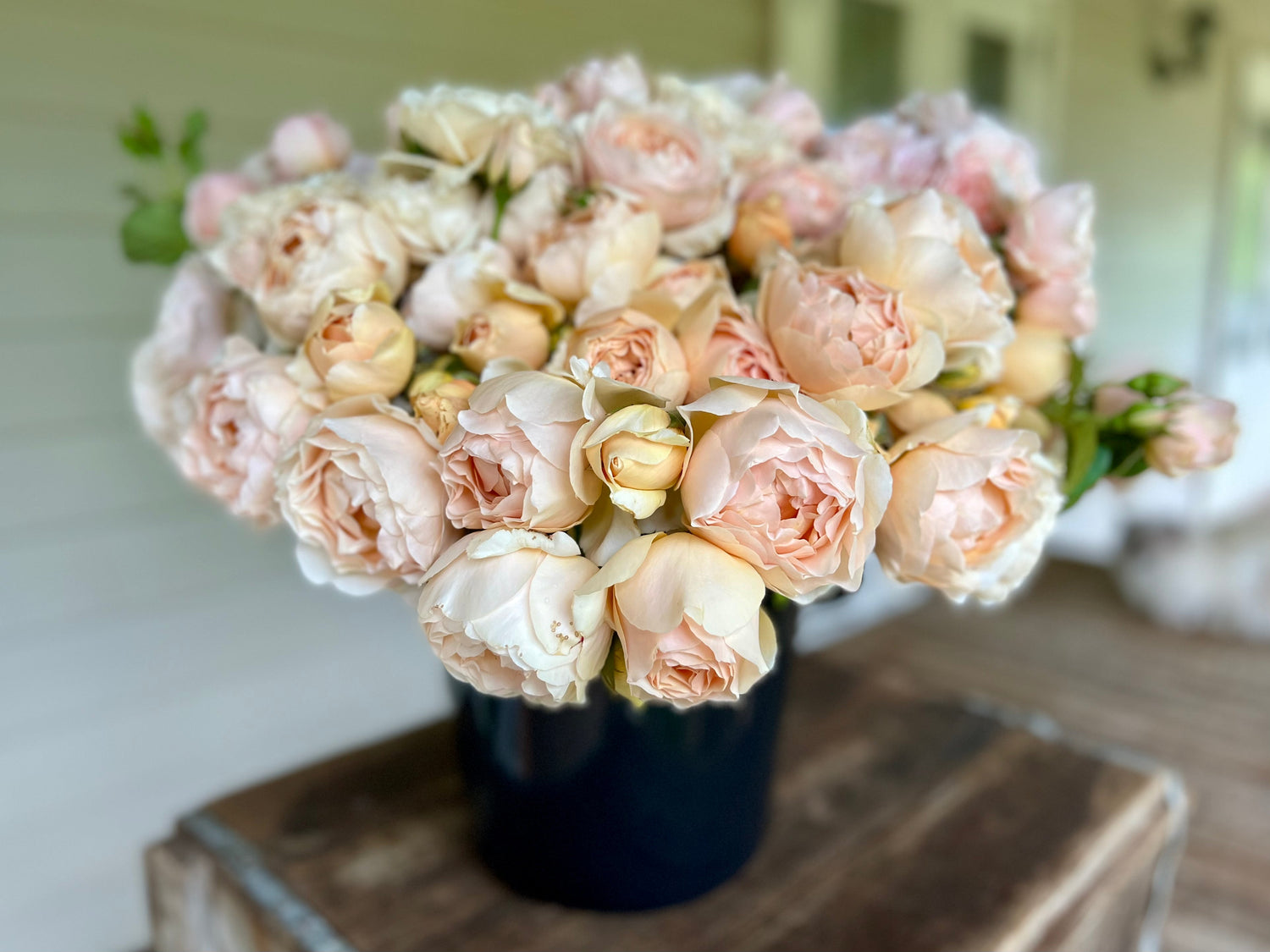 Spring-Summer Garden Roses