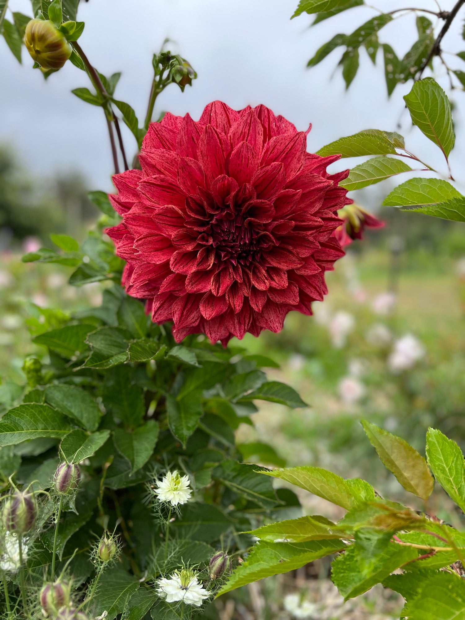 Giant Decorative Dahlia Tubers