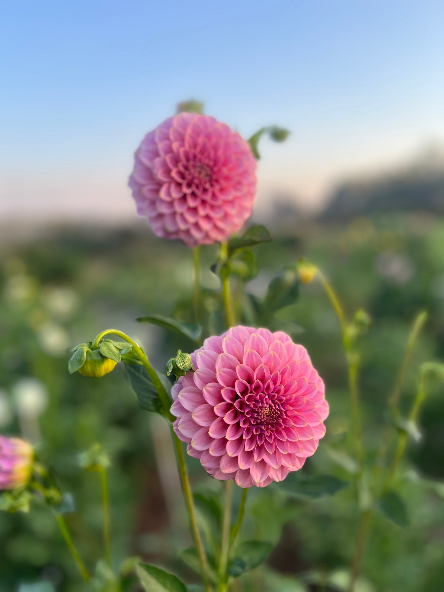 Miniature Decorative Dahlia Tubers